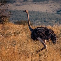 Африканский страус...Кения! :: Александр Вивчарик