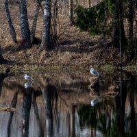 Чайки на пруду :: Руслан Веселов
