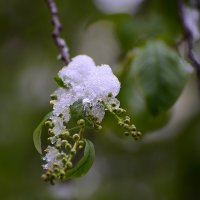 Апрельская зима :: Сеня Белгородский