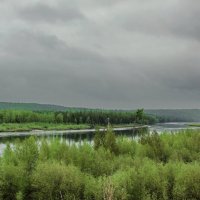 Тайга пасмурным днём :: miss victorowna викторовна