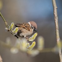 *** :: Владимир Безбородов