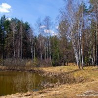 Предмайской задышали синевой... :: Лесо-Вед (Баранов)