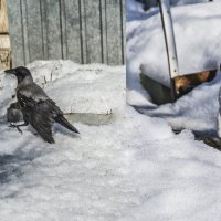 А что ты тут делаешь ..???Анфиска и Каркуша :: Юрий Яньков