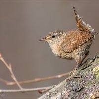 Крапивник :: Анна Солисия Голубева