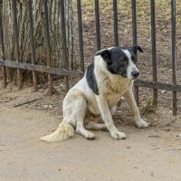 Старый и одинокий пёс. :: Анатолий. Chesnavik.