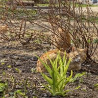 Лежбище рыжих котов. :: Анатолий. Chesnavik.