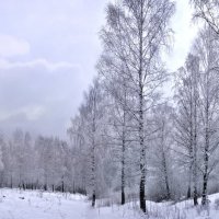 Берёзовая тишь... :: Станислав Иншаков