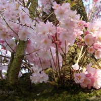 Цветение  японской вишни :: Lüdmila Bosova (infra-sound)