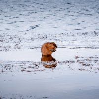 ... :: Андрей Малышев