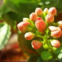 В ожидании цветения :: Лидия (naum.lidiya)