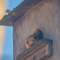 Анималистика :: Руслан Васьков