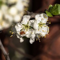 Ladybird in blossom :: Олег Шендерюк