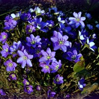 Опять весна, опять цветы, опять сбываются мечты! :: Татьяна Помогалова