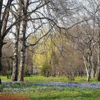 Голубой ручеек хионодоксы :: Лидия Бусурина