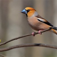 Обыкновенный дубонос ( Coccothraustes coccothraustes) :: Иван 