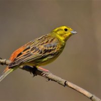 Обыкновенная овсянка (Emberiza citrinella) :: Иван 