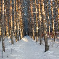 Дорога между сосен :: Олег Афанасьевич Сергеев