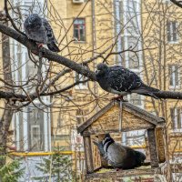 Очередь в столовую :: Алексей Виноградов