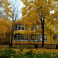 Золотой цвет осени в Зеленограде :: aleks50 