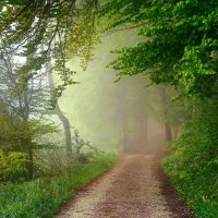 Весенний лес, окутанный туманом :: Elena Wymann