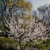 Цветение :: Владимир Кроливец