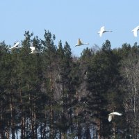 ДАЛЬШЕ В ПОЛЕТ. ЛЕБЕДЬ КЛИКУН :: ИННА ПОРОХОВА