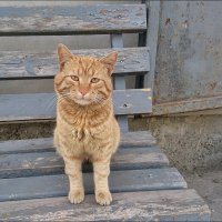 Из жизни кошки в апрельский день :: Нина Корешкова