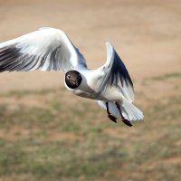 Любопытная чайка :: Ната Волга