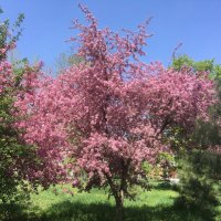 Яблони в цвету-весны творение! :: Надежда 