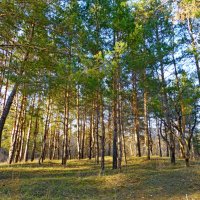 В солнечный денек :: Raduzka (Надежда Веркина)