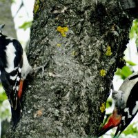 Сири́йский дя́тел (лат. Dendrocopos syriacus) — птица семейства дятловых. :: vodonos241 