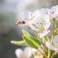 Приключения муравьишки :: Дина Горбачева