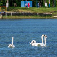 На городском водохранилище :: Игорь Сикорский