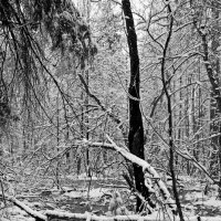 Ручей в снегу. :: ВикТор Быстров