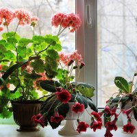 Цветы на окне :: Александр Щеклеин