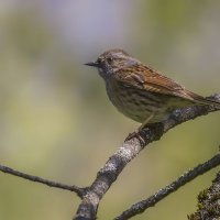 Лесная завирушка :: Елена Швыдун