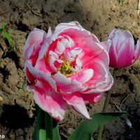 Махровый тюльпан :: Нина Бутко