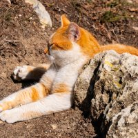 Кот, живущий в горах :: Андрей Козлов