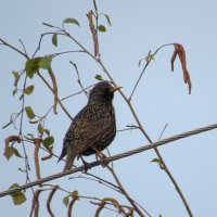 Скворец и весна :: Natali 