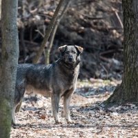 "Кто такой? почему не знаю?" :: Владимир Безбородов