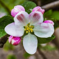 Цветок яблони с бутонами :: Владимир Ушаров