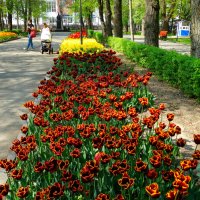 Аллея тюльпанов в парке... :: Тамара (st.tamara)