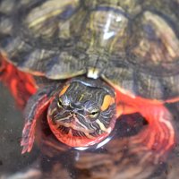 Красноухие водяные черепахи :: Николай 