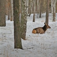 Санаторий Обские плёсы. Маралиха отдыхает. :: Олег Афанасьевич Сергеев