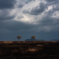 После удара молнии и пожара в саванне...Кения! :: Александр Вивчарик
