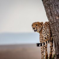 Взгляд... Кения! :: Александр Вивчарик