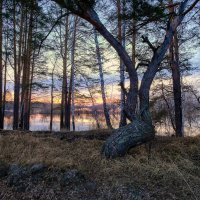 Дерево на закате :: Сергей 