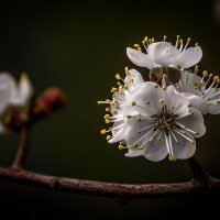 Весна :: Алексей Строганов