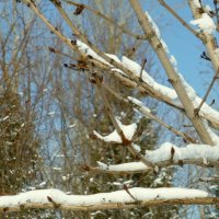 Последний апрельский снежок :: Raduzka (Надежда Веркина)