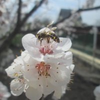 Пчелки и абрикос. :: Алексей Кузнецов